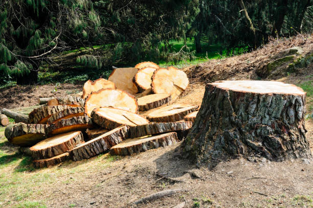 Reliable Hobe Sound, FL Tree Removal Services Solutions